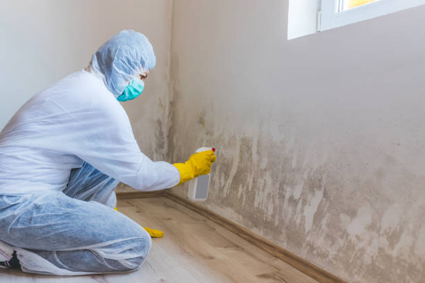 Attic Mold Removal in Providence, UT