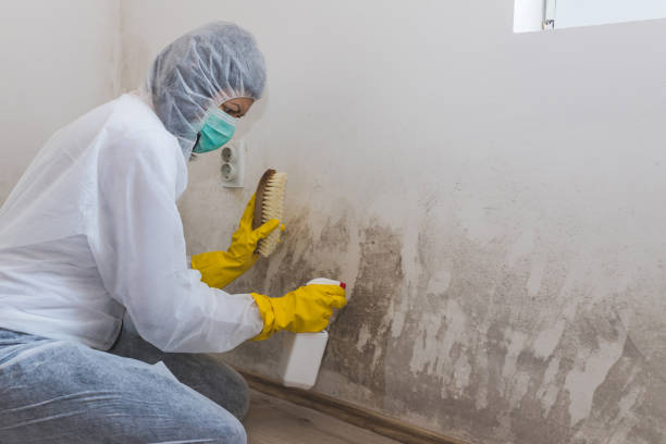 Best Commercial Mold Removal  in Providence, UT