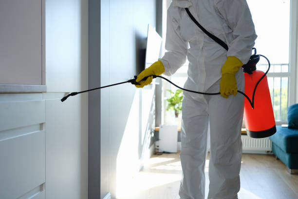 Best Emergency Mold Removal  in Providence, UT