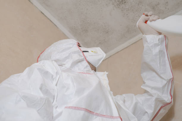 Best Affordable Mold Removal  in Providence, UT